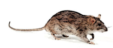 Pest control in East London and Essex